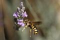 Anthidium florentinum (cfr.)